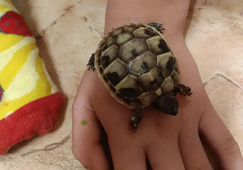 Želva ve školní družině