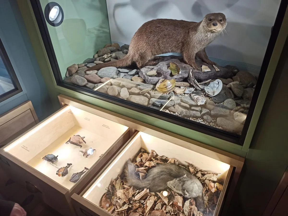 Muzeum